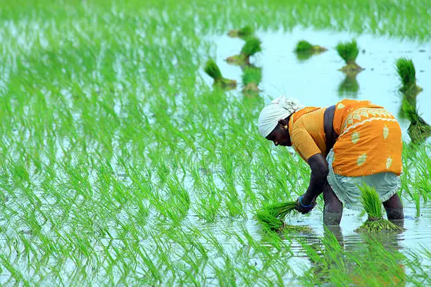 Female Worker Planting Fresh Rice on the Field in India