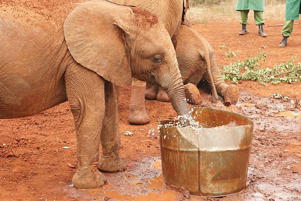 elephants playing in water stock photo