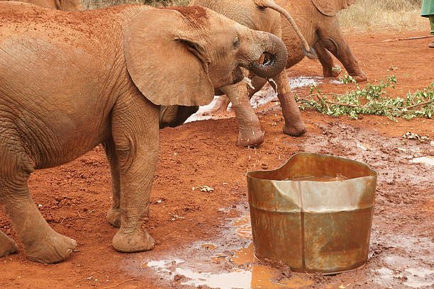 baby elephant drinking water stock photo