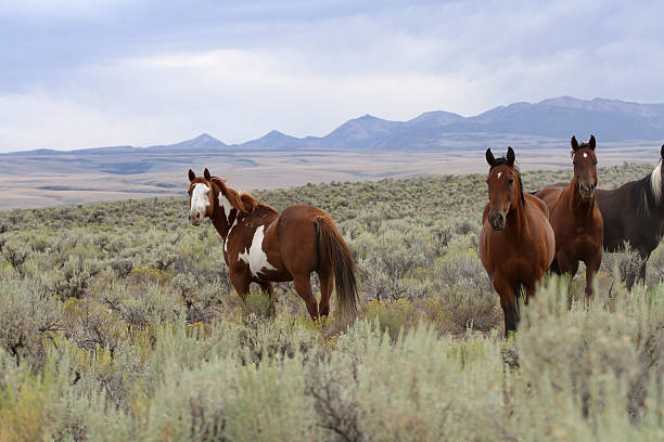 Troupeau de chevaux sauvages - Photo