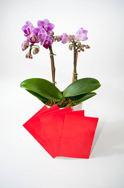 Red Envelopes with Orchid stock photo