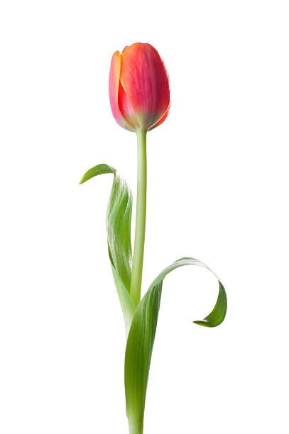 Tulip flower stock photo