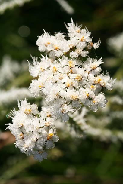 istock Field flower with hoar-frost 153771687