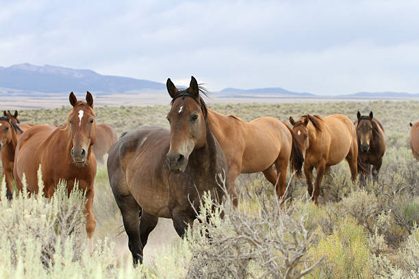 Manada de caballos salvajes - foto de stock