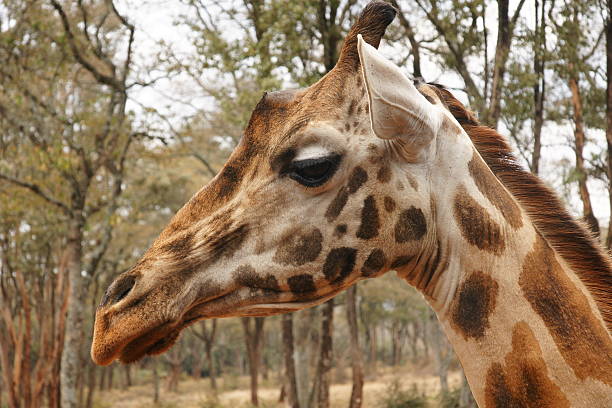 giraffe stock photo