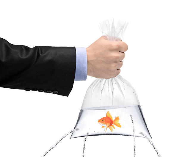 istock Holding a golden fish in bag with holes 153771817