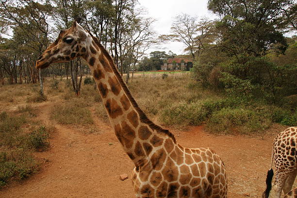 giraffe stock photo