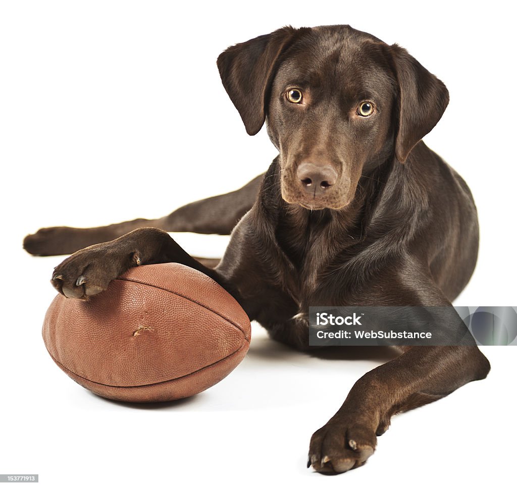 Brown dog with paw lying on football Dog resting his paw on American football. Photo isolated on white background. American Football - Sport Stock Photo