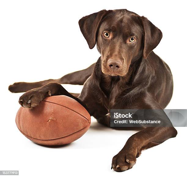 Brown Dog With Paw Lying On Football Stock Photo - Download Image Now - American Football - Sport, Dog, American Football - Ball