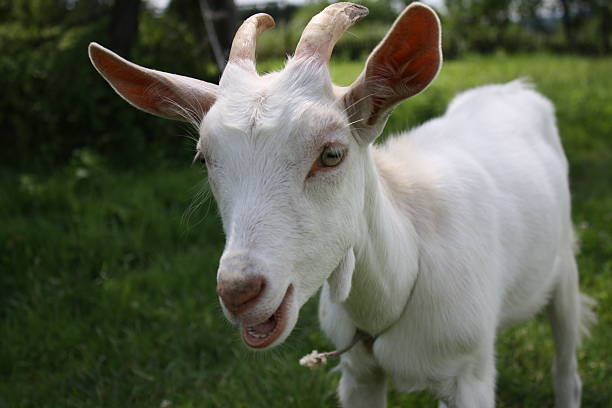 istock Young white goat in the meadow 153772041