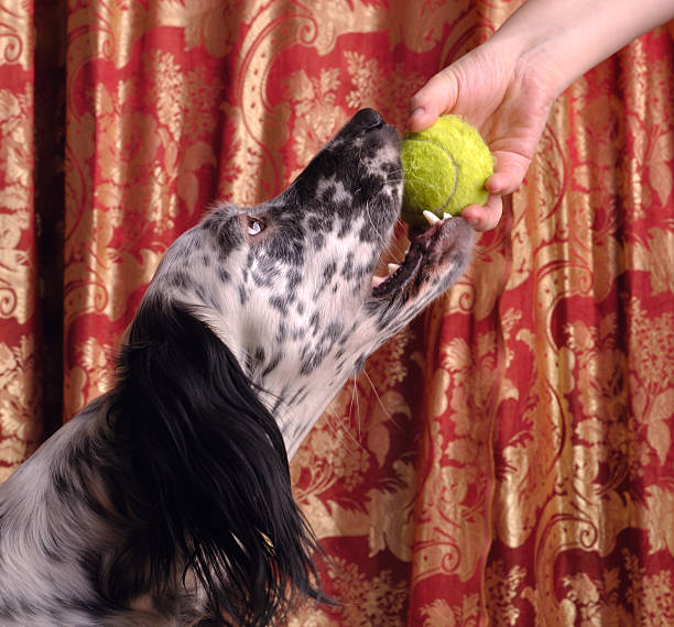 Dog taking the ball stock photo