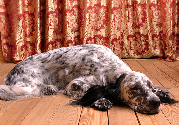 Bored dog stock photo