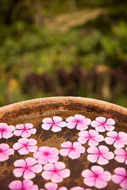 熱帯の花 - pan saucepan kitchen utensil isolated ストックフォトと画像