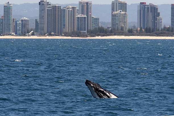 istock Whale spy hopping, Surfers Paradise, Australia 153772401