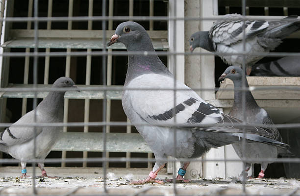 Homing pigeons stock photo