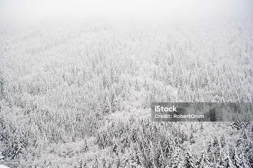 Winter Лес - Стоковые фото Без людей роялти-фри