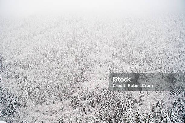 Winter Лес — стоковые фотографии и другие картинки Без людей - Без людей, Белый, Возвышенность