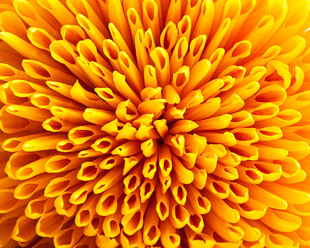 istock Yellow chrysanthemum closeup 153773448