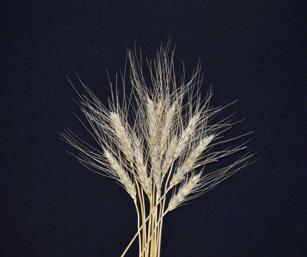 黒い背景に熟した小麦、大麦、ライ麦の小さな束 - barley black stem wheat ストックフォトと画像