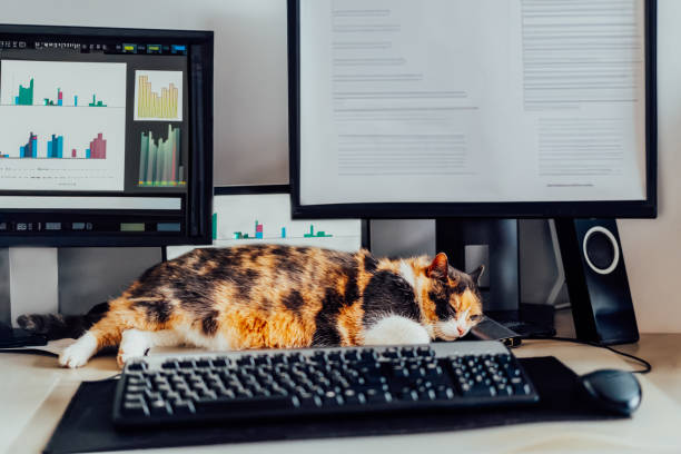 istock Cat sleeping on the desk at home-based office with IT equipment. Blurred screens with financial data, graphs and diagrams. Remote workplace at home. Finance market business. Soft selective focus. 1537735556
