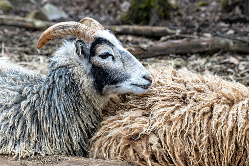 Sad sheep lies on the ground. Illness and depression in animals.