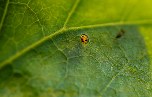 Aphid looking out of opening it´s created during eating on a leaf, peekaboo I see You