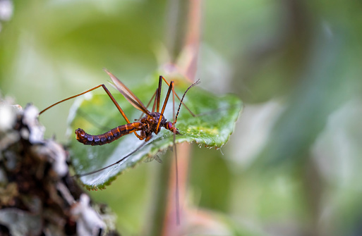 Crane fly drinks from a leaf