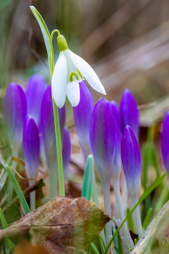 Snowdrop among crocus, fully blooming,