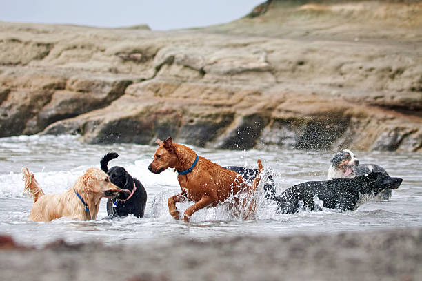 A group of dogs of different breeds playing in the ocean