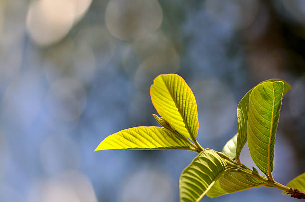 New leaves on a tree branch stock photo