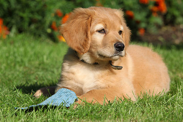 istock Hovawart puppy lying 153774488