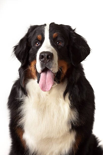 istock Bernese Mountain Dog portrait in a white background Studio 153774598