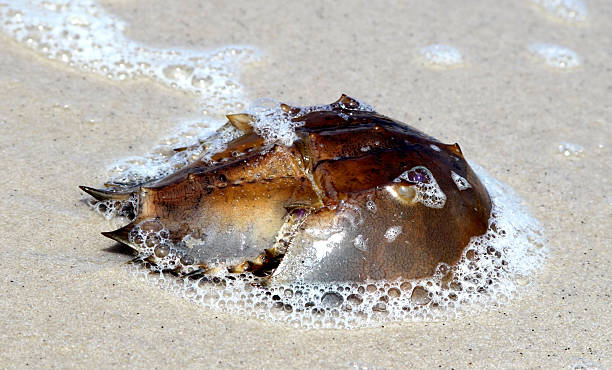 istock Horseshoe Crab on Beach – Delaware Bay, New Jersey 153774855