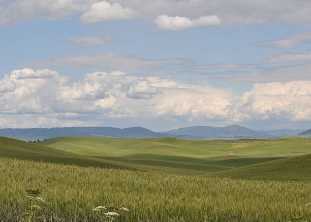 Eastern Washington farmland and plains area near Walla Walla, WA.