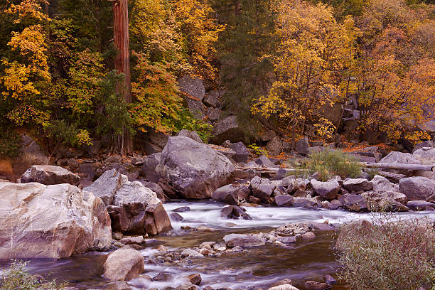 Fall Along the Merced River stock photo
