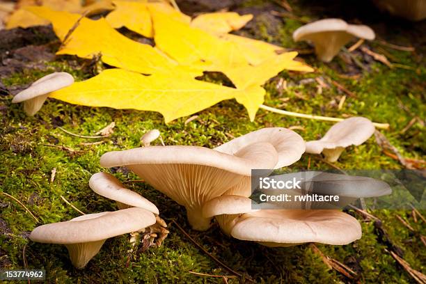 버섯과 잎 0명에 대한 스톡 사진 및 기타 이미지 - 0명, 가을, 계곡