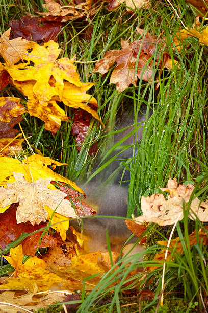 Fall Leaves and Grasses stock photo