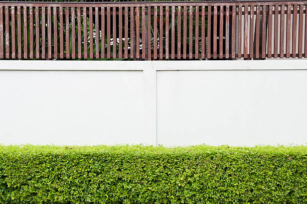 istock White concrete and wooden wall with green bush 153775018