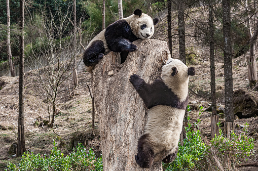 Giant Panda; Ailuropoda melanoleuca; China. Family Ursidae. Climbing a tree.