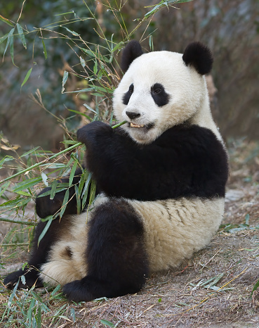 Big panda is eating bamboo. Funny pandas watching on snack. Lovely black and white bear.