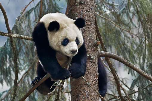 Giant Panda; Ailuropoda melanoleuca; China. Family Ursidae. Climbing a tree.