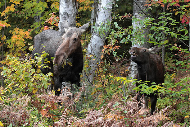 Moose & Calf A cow moose and her calf during the peak autumn colors in Algonquin Provincial Park, Ontario. cow moose stock pictures, royalty-free photos & images