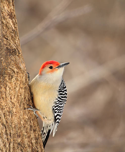 istock Red-bellied Woodpeckek, Melanerpes carolinus 153775348