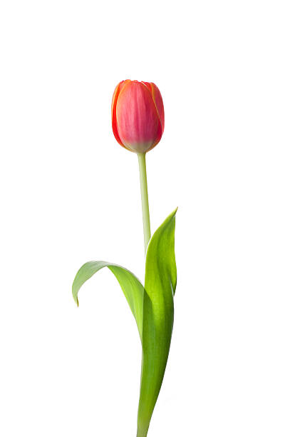 tulipan kwiat - tulip single flower flower yellow zdjęcia i obrazy z banku zdjęć
