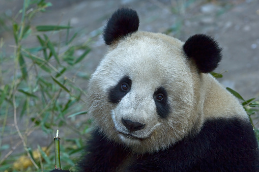 big panda sitting eating bamboo. Endangered species. Black and white mammal that looks like a teddy bear. Deep photo of a rare bear.