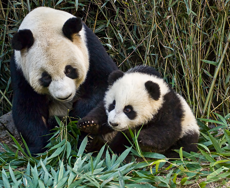 Giant Panda; Ailuropoda melanoleuca; China. Family Ursidae. Mother and cub.