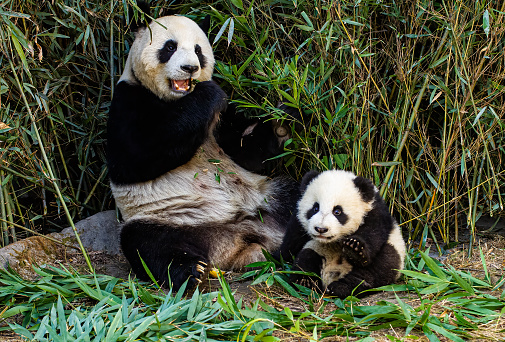 An adult panda sitting and chewing green bamboo leaves On the litter in the park look happy