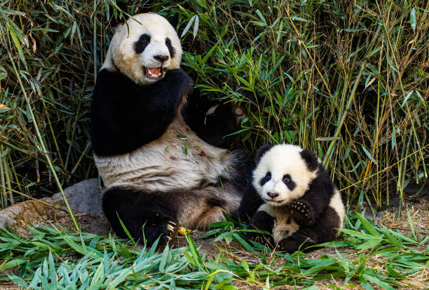 panda wielka; ailuropoda melanoleuca; chiny. rodzina ursidae. matka i młode. - melanoleuca zdjęcia i obrazy z banku zdjęć