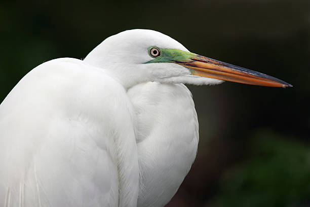 istock Great Egret In Breeding Plumage 153775614