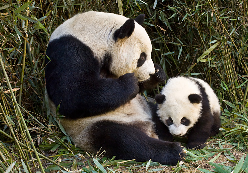 Giant pandas, mother hugging her little one